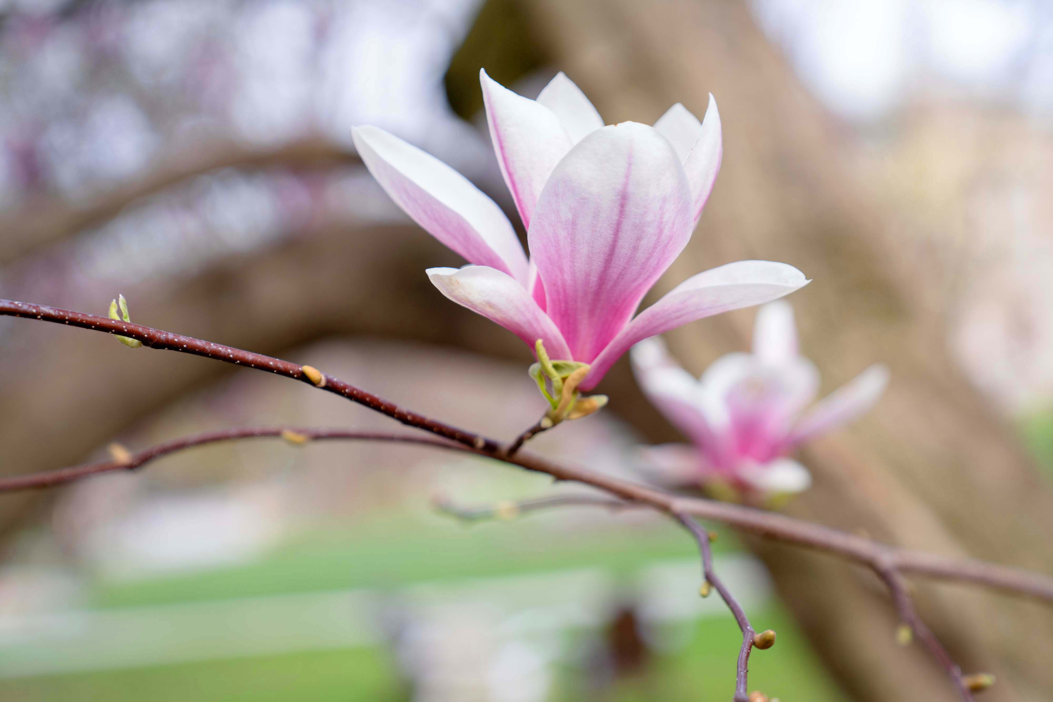 flowers on campus