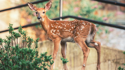 Fawn on Lehigh's campus